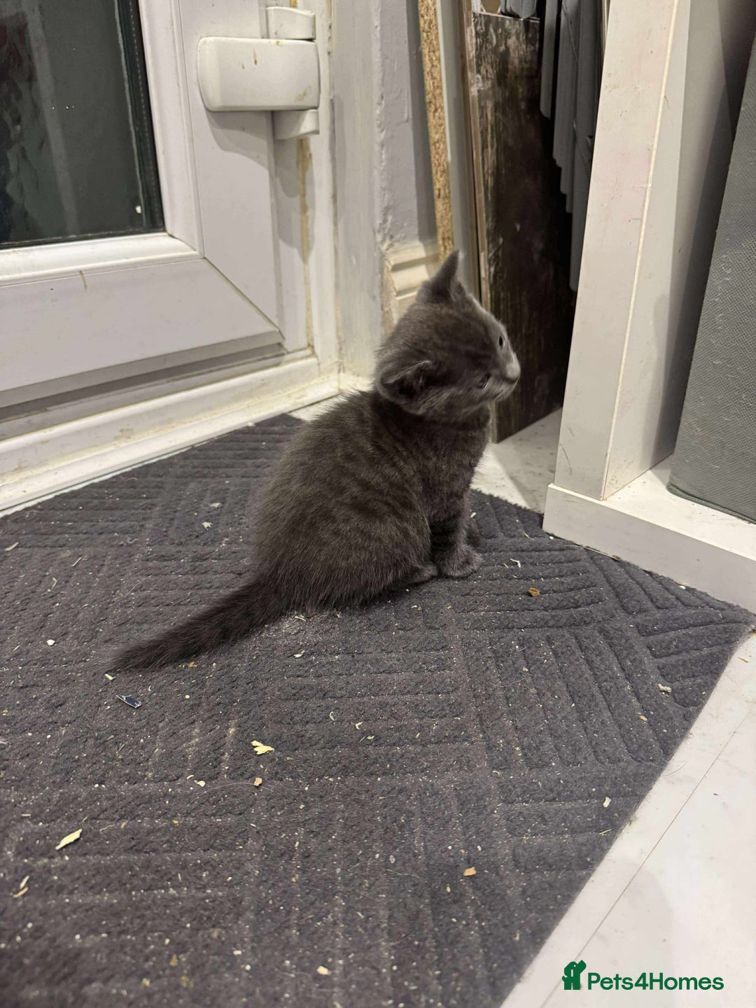 British Shorthair cats for sale: Blue British short haired kittens - Image 3
