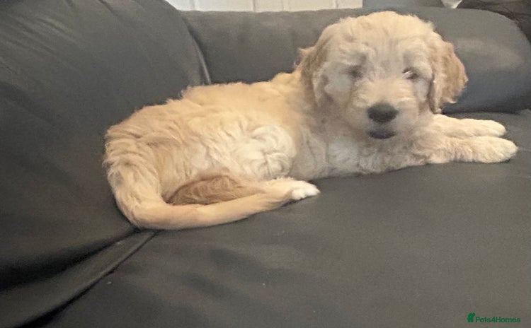 Goldendoodle dogs - Advert 3