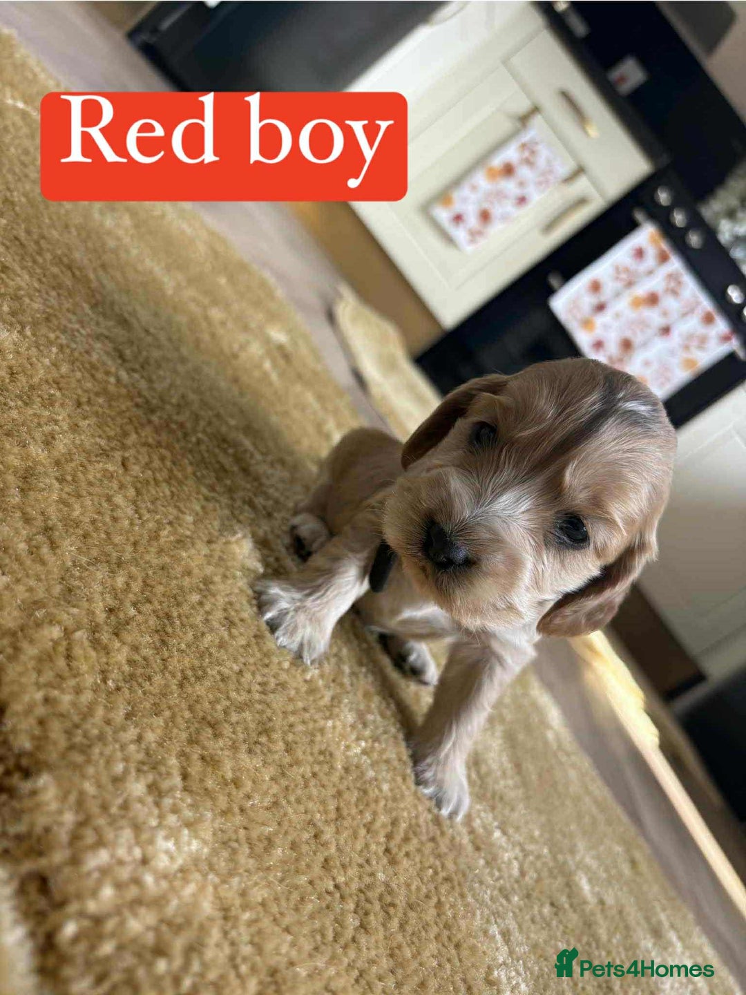 Cocker Spaniel dogs for sale: Show type cocker spaniel  - Image 5