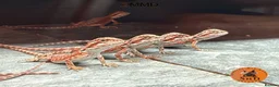 Bearded Dragon reptiles for sale: Red Monster baby bearded dragons ready to go!  - Advert 18