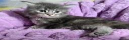 Maine Coon cats for sale: Stunning Maine Coon kittens - Advert 5