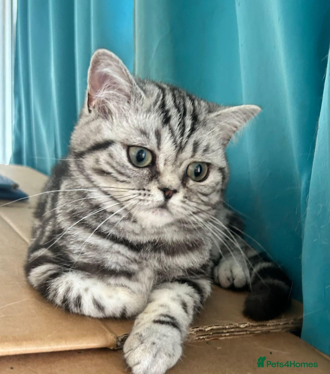 British Shorthair cats for sale: BSH.Silver Classic Tabby.ACTIVE. - Image 4