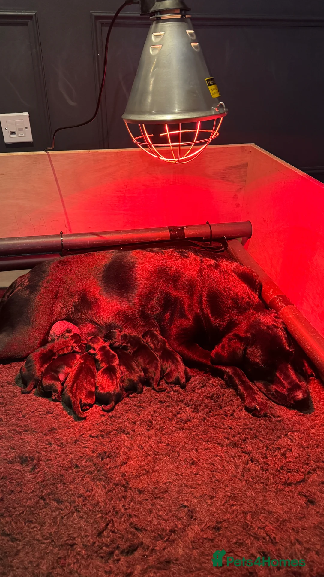 Labrador Retriever dogs for sale: Stunning KC Registered Black Labrador Girl Puppies - Advert 2