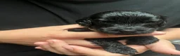 Cockapoo dogs for sale: (LAST 4 PUPS) Amazing miniature Cockapoo Puppies  - Advert 35