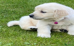 Golden Retriever dogs for sale: Fabulous golden retriever puppies  - Image 34