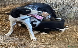 Welsh Collie dogs for sale: For sale - Image 4