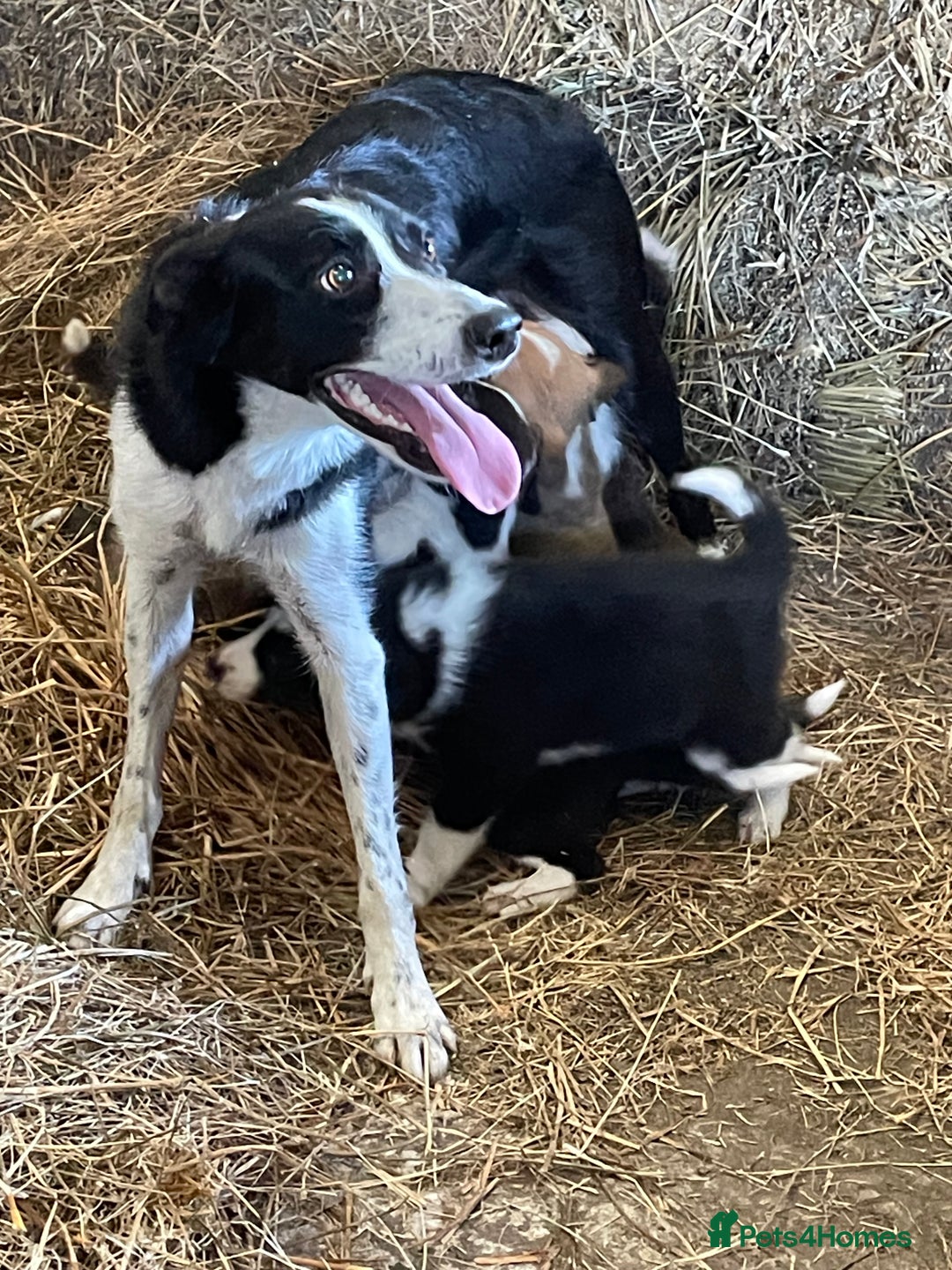 Welsh Collie dogs for sale: For sale - Image 4