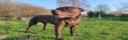 Mixed Breed dogs for sale: American bulldog cross doge de bordeaux  in Newbury - Advert 4