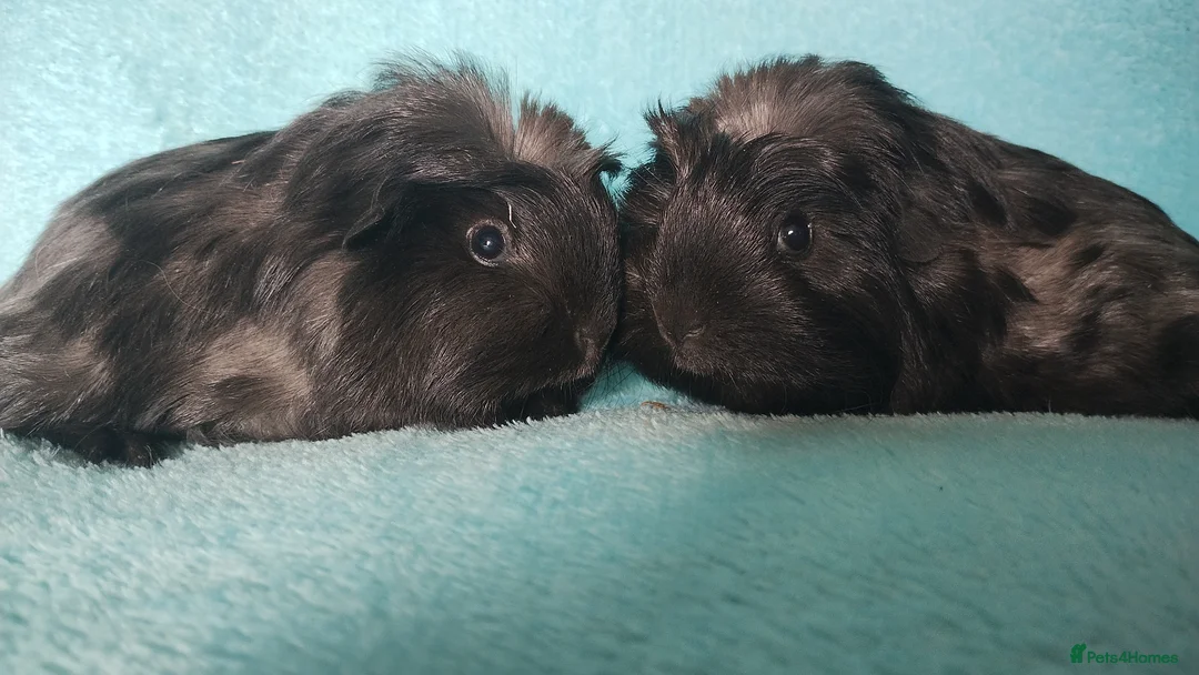 Guinea Pig rodents for sale: Beautiful pair of of cornet guinea pigs ready togo - Advert 1