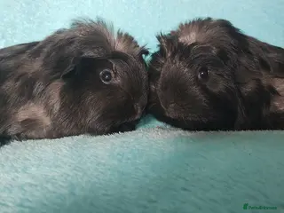 Guinea Pig rodents Beautiful pair of of cornet guinea pigs ready togo - Advert 8