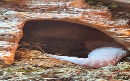 Leopard Gecko reptiles for sale: Beautiful Leopard Gecko - Image 6