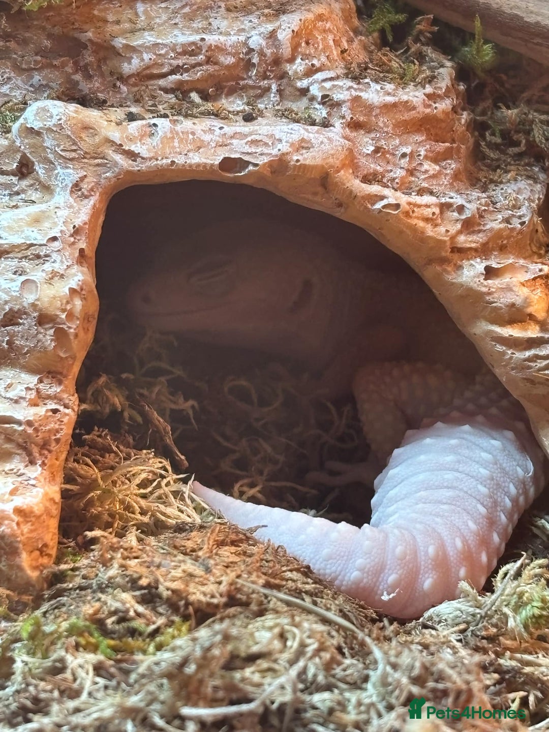 Leopard Gecko reptiles for sale: Beautiful Leopard Gecko - Image 6