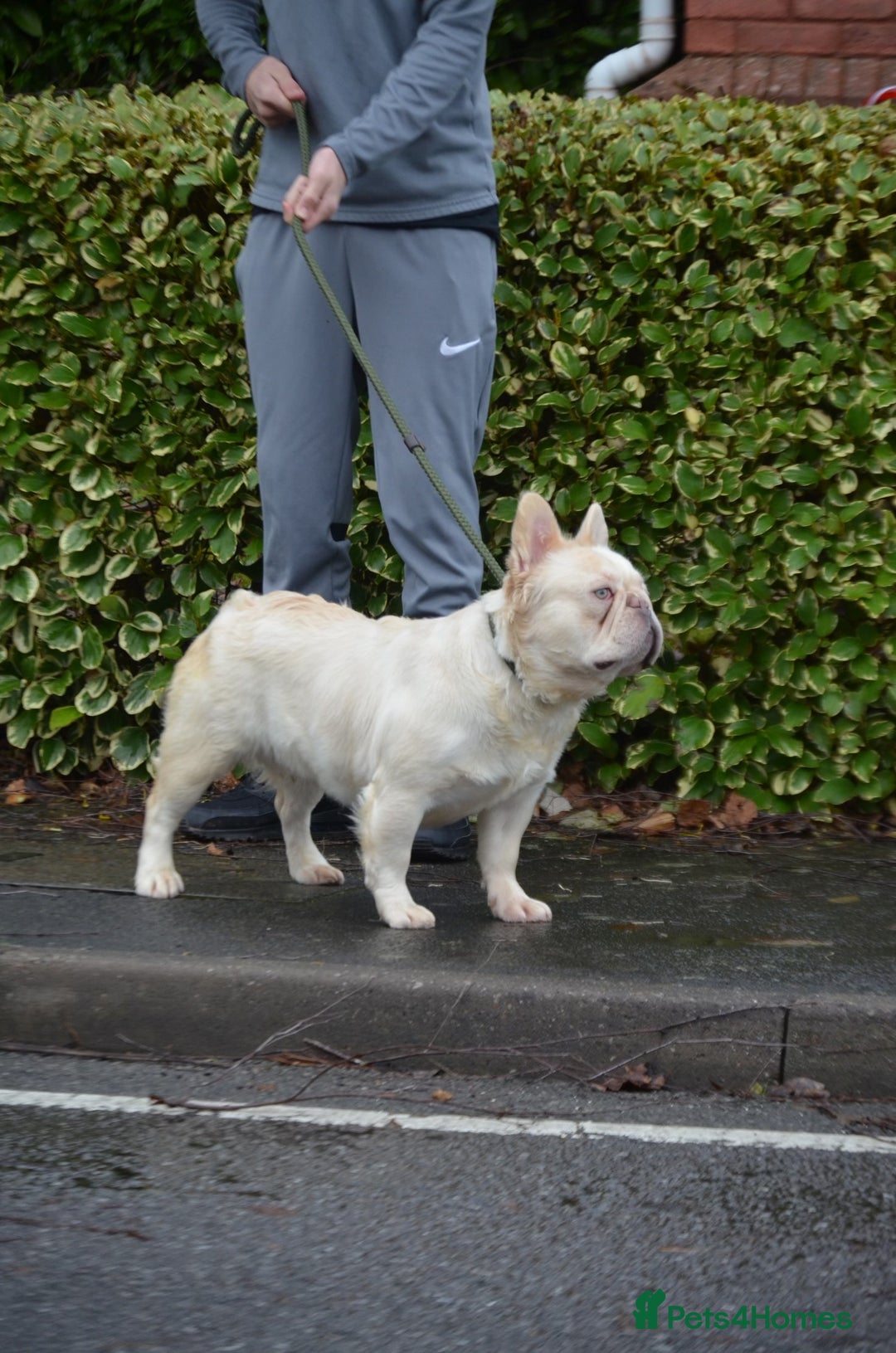 French Bulldog dogs for stud: Stud dog  - Image 2