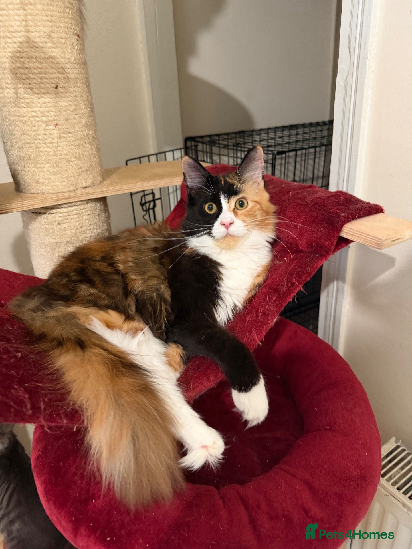 Maine Coon cats for sale: Maincoon kitten  - Advert 2