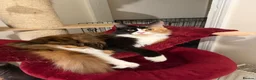 Maine Coon cats for sale: Maincoon kitten  - Advert 4