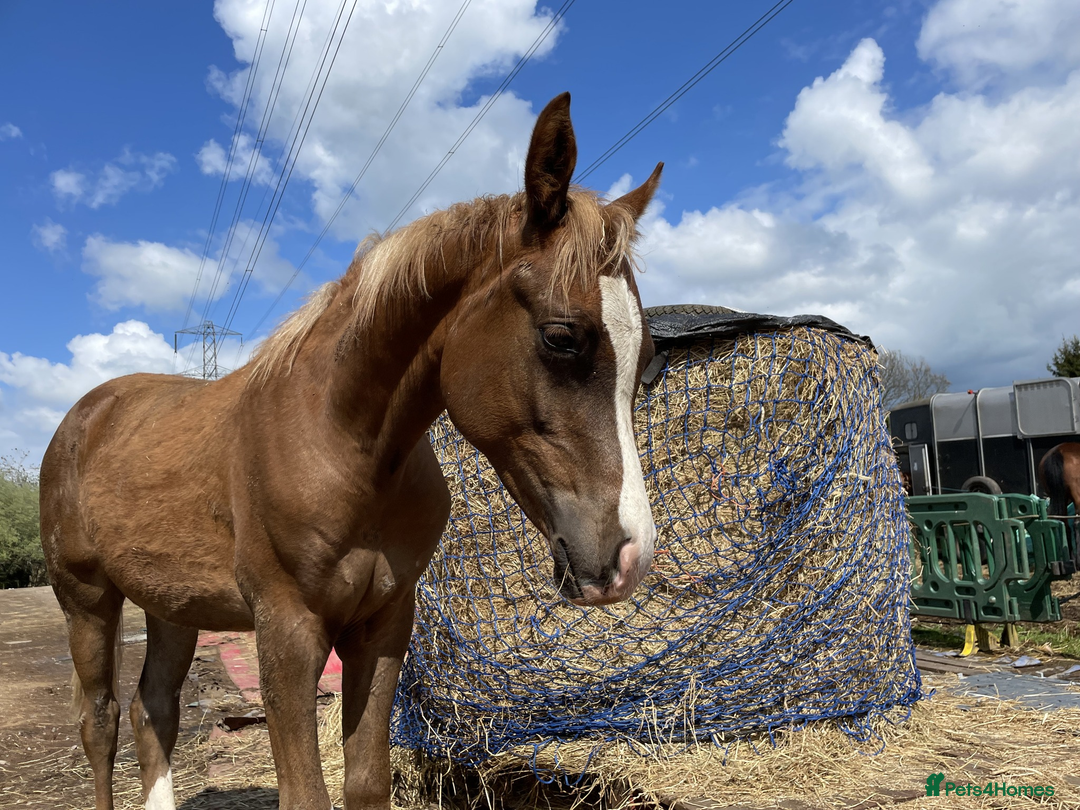 Arabian horse horses for sale: ARABIAN pb Colt Yearling in Stoke-on-Trent - Image 7