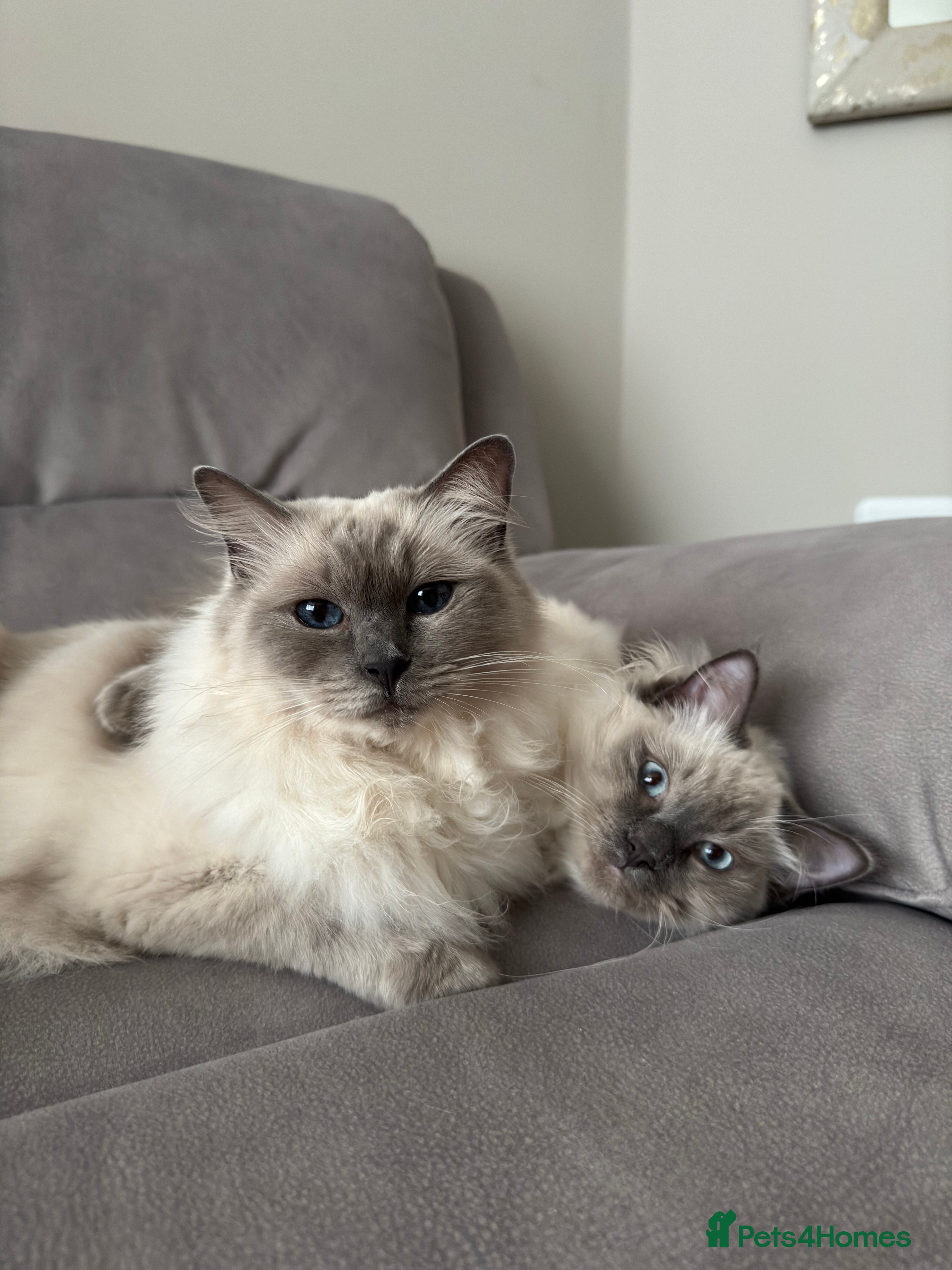 Ragdoll cats 2 ragdolls for rehome Bonded Pair  - Advert 4