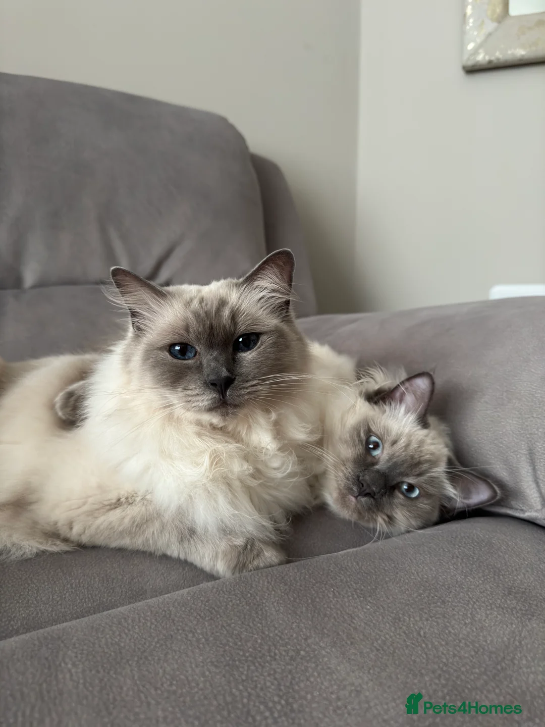 Ragdoll cats for sale: 2 ragdolls for rehome Bonded Pair  - Advert 1