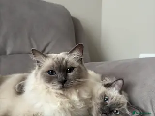 Ragdoll cats 2 ragdolls for rehome Bonded Pair - Advert 4