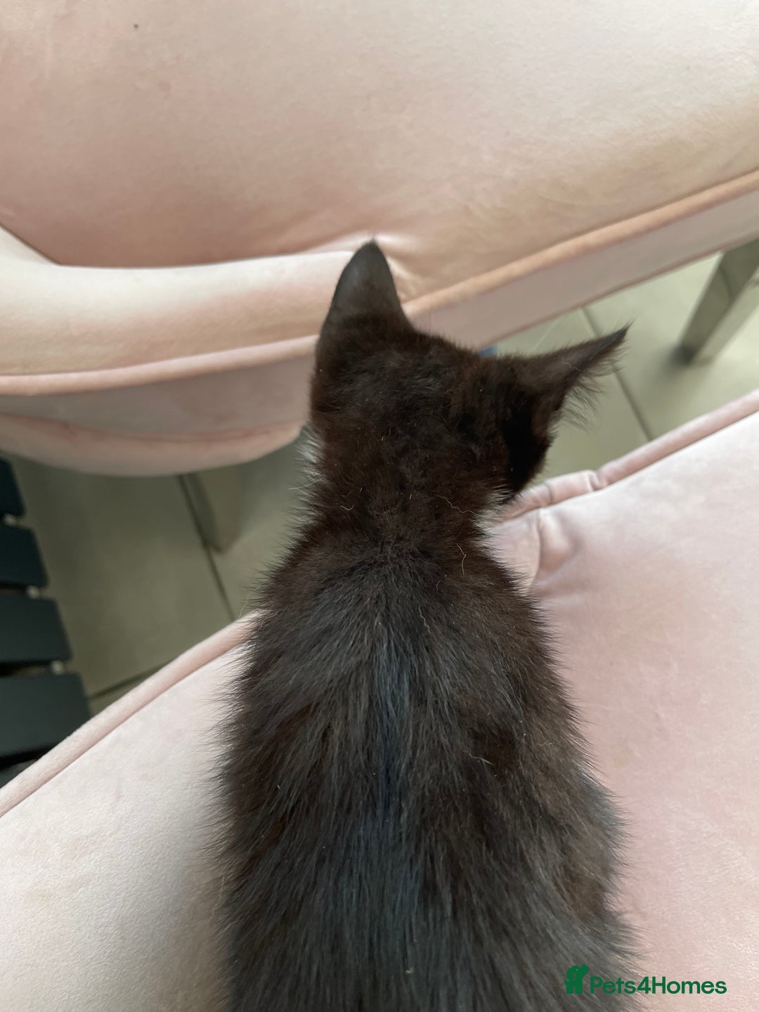 Mixed Breed cats for sale: ADOPT NOW! SWEET BLACK TUXEDO MALE TABBY LEFT - Image 15
