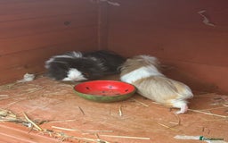 Guinea Pig rodents for sale: 2 male guinea pigs for sale  - Image 2