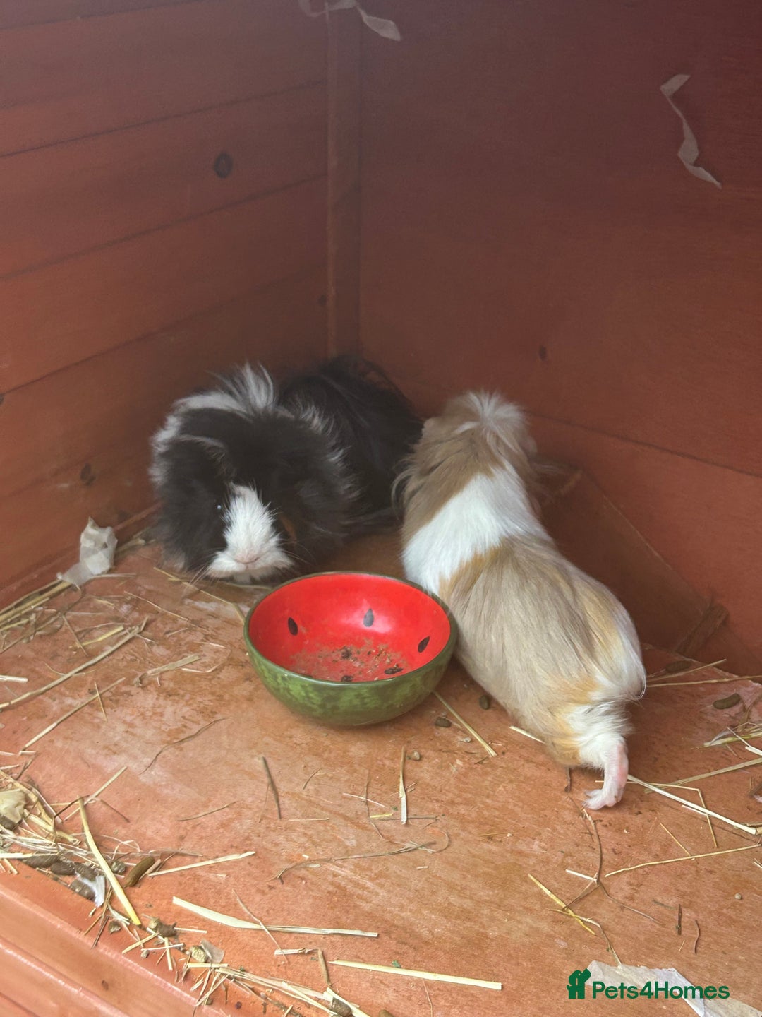 Guinea Pig rodents for sale: 2 male guinea pigs for sale  - Image 2