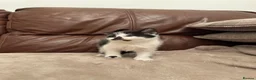 Mixed Breed cats for sale: Beautiful kittens  - Advert 3