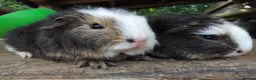 Guinea Pig rodents for sale: Three, 6 week old baby Swiss Brothers.  - Advert 4