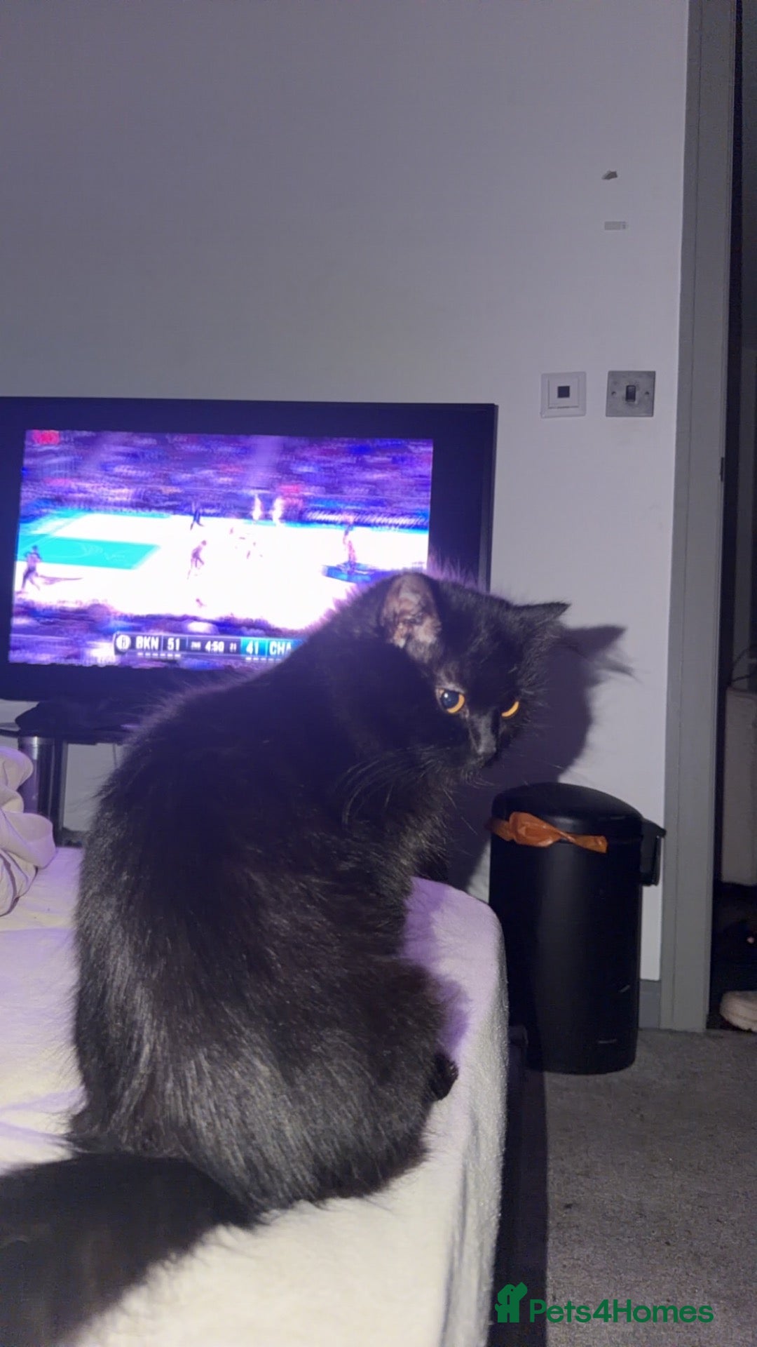 Mixed Breed cats Beautiful Siberian x Maine Coon Mix Kittens - Advert 1