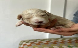 Cavapoochon dogs for sale: Merle Cavapoochon - (COCO) Last girl available  - Image 11