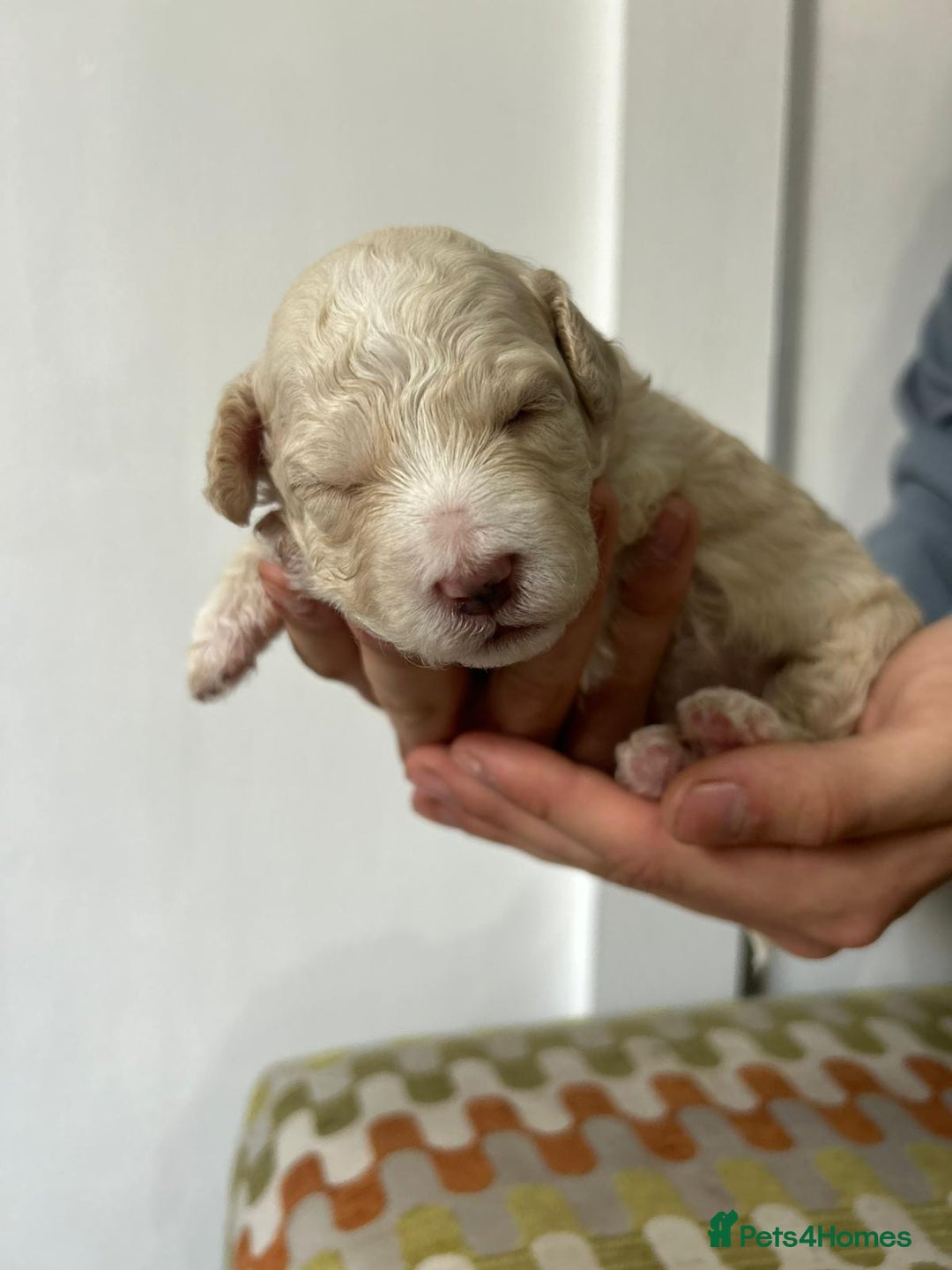 Cavapoochon dogs for sale: Merle Cavapoochon - (COCO) Last girl available  - Image 11