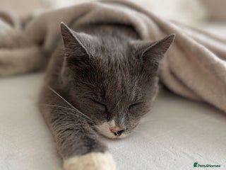 Mixed Breed cats - Advert 24