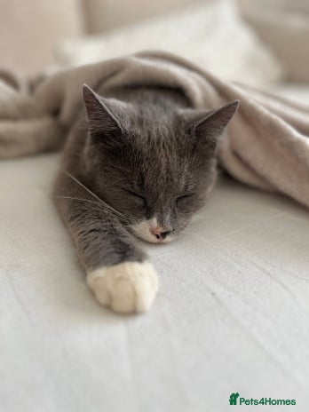 Mixed Breed cats - Advert 1