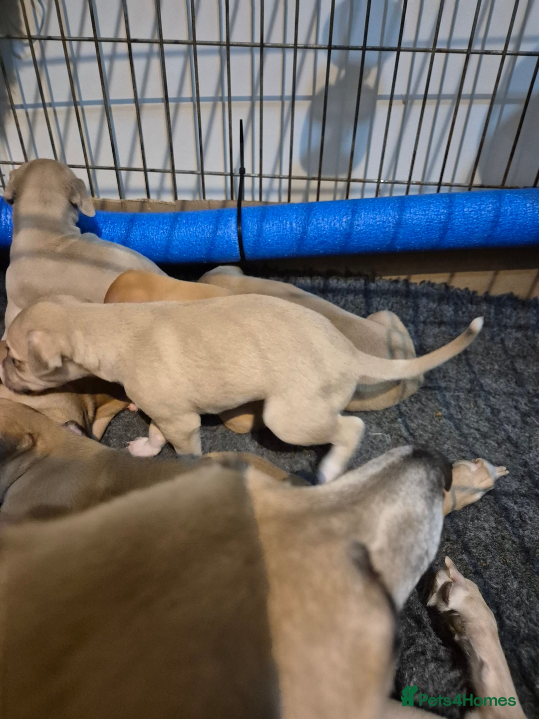 Whippet dogs for sale: 5 fawn kc whippet puppies beauitful markings  - Image 5