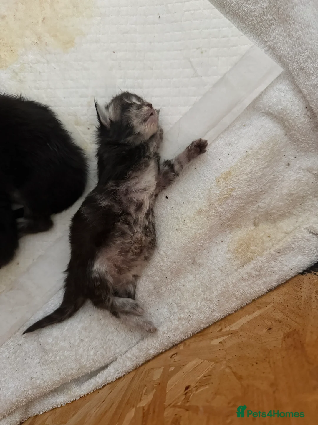 Maine Coon cats for sale: last girl and boy available - Advert 5