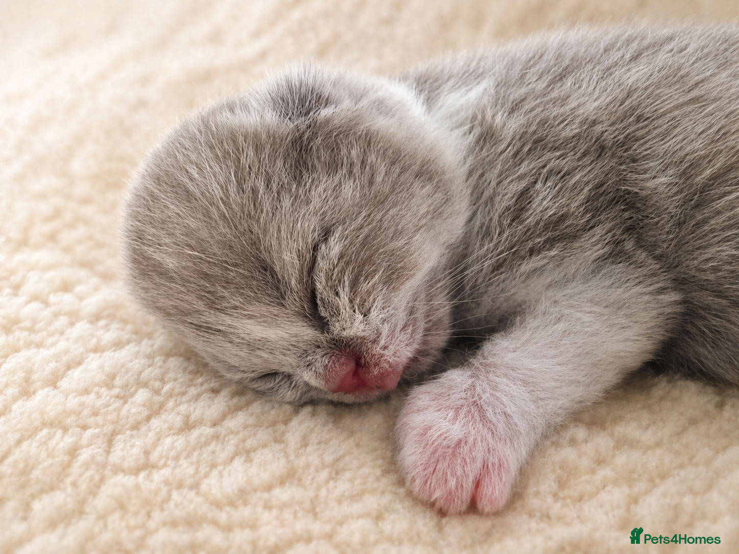 British Shorthair cats 🌟Exceptional quality British shorthair kittens🌟  - Advert 2