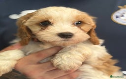 Mixed Breed dogs for sale: Cavalier King Charles Spaniel x Cockapoo - Image 7