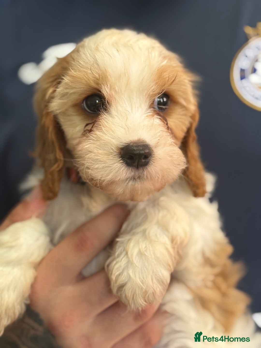 Mixed Breed dogs for sale: Cavalier King Charles Spaniel x Cockapoo - Image 7