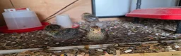 Quail poultry for sale: Quail 4 to 5 weeks old  - Advert 1
