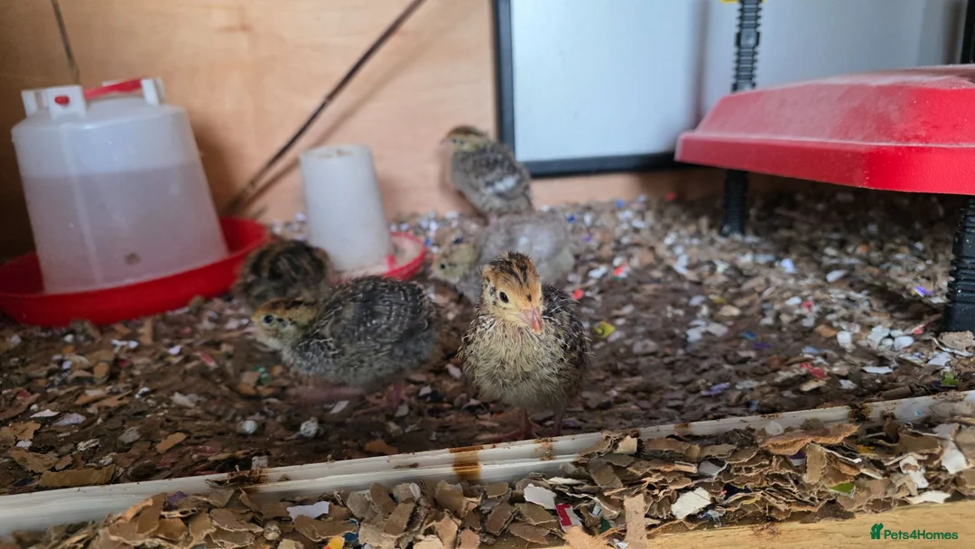 Quail poultry for sale: Quail 4 to 5 weeks old  - Advert 1