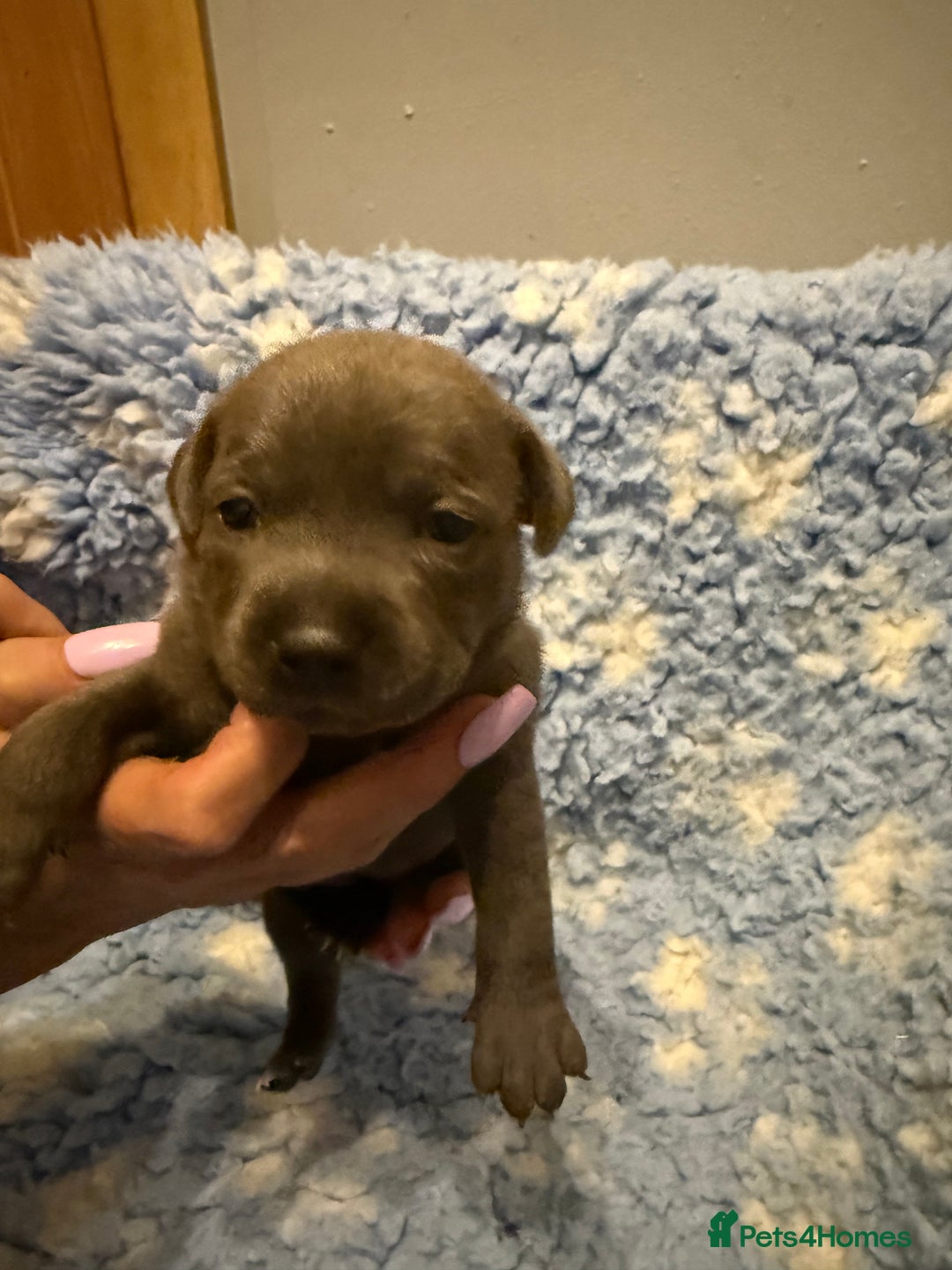 Staffordshire Bull Terrier dogs for sale: CHUNKY BLUE STAFFY PUPS - Advert 8