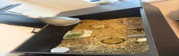 Tortoise reptiles for sale: Tortoise in Camberley - Advert 3
