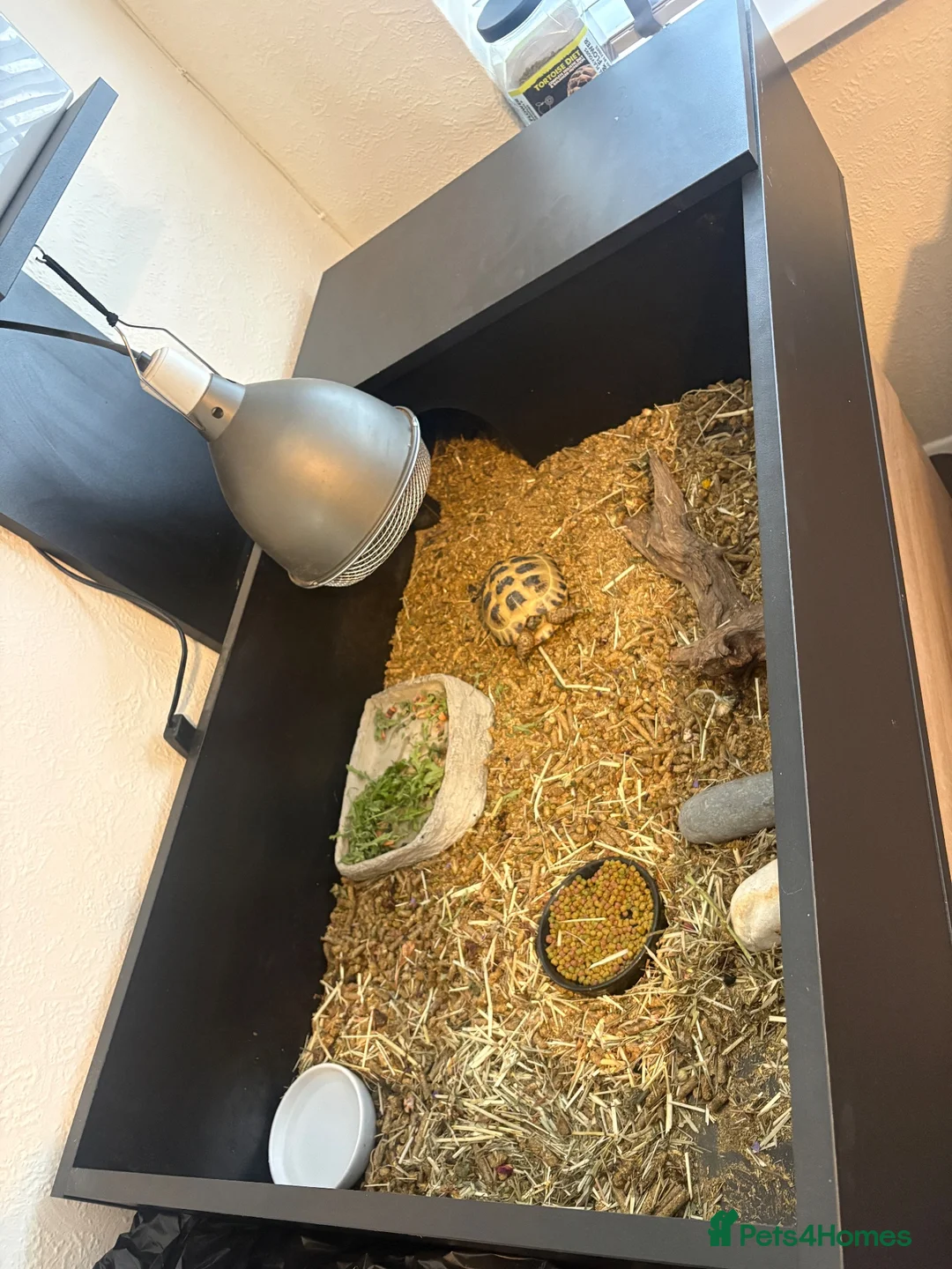 Tortoise reptiles for sale: Tortoise in Camberley - Advert 3