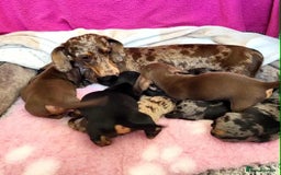 Miniature Dachshund dogs for sale: QUALITY MINIATURE DACHSHUND SMOOTH PUPS - Image 17
