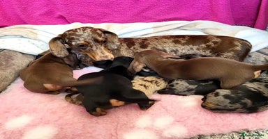 Miniature Dachshund dogs - Advert 6