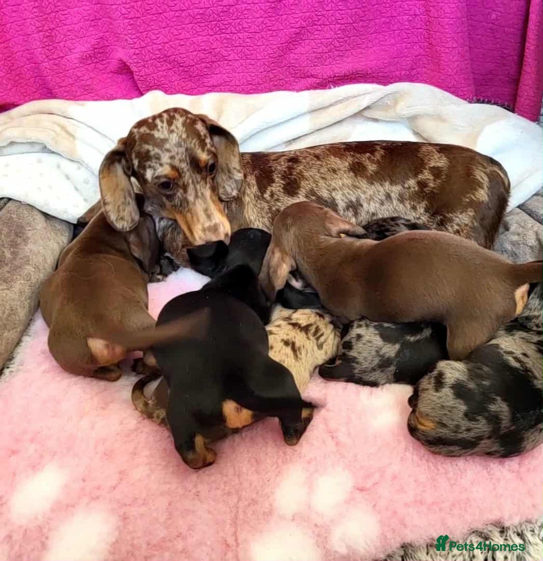 Miniature Dachshund dogs for sale: QUALITY MINIATURE DACHSHUND SMOOTH PUPS - Image 17