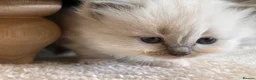 Ragdoll cats for sale: beautiful fluffy ragdolls - Advert 10