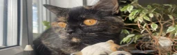 British Shorthair cats for sale: Retired BSH queen - Advert 5