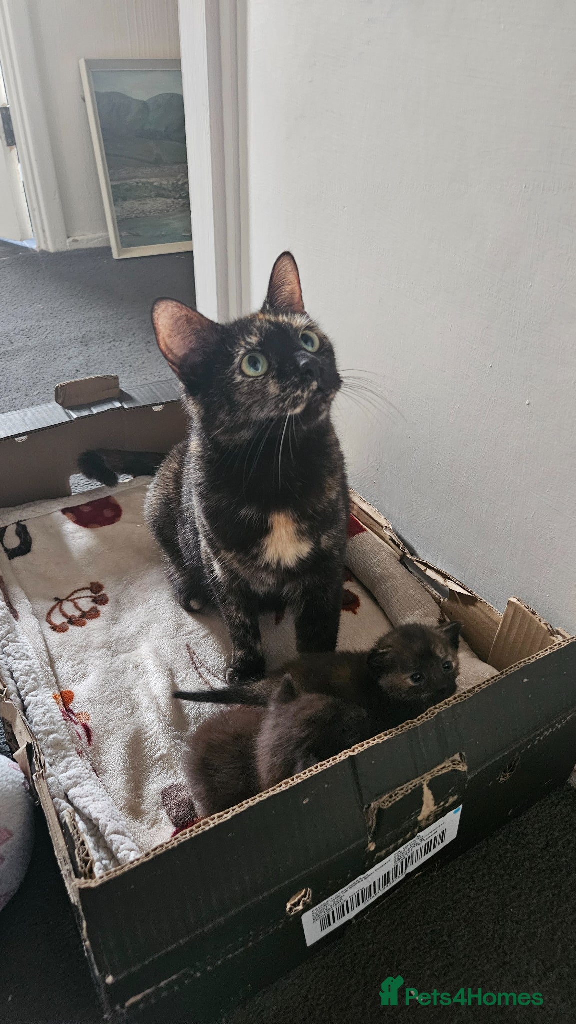 Mixed Breed cats Kittens  - Advert 1