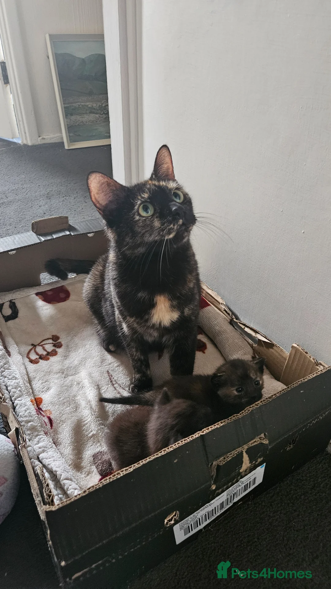 Mixed Breed cats for sale: Kittens  - Advert 1